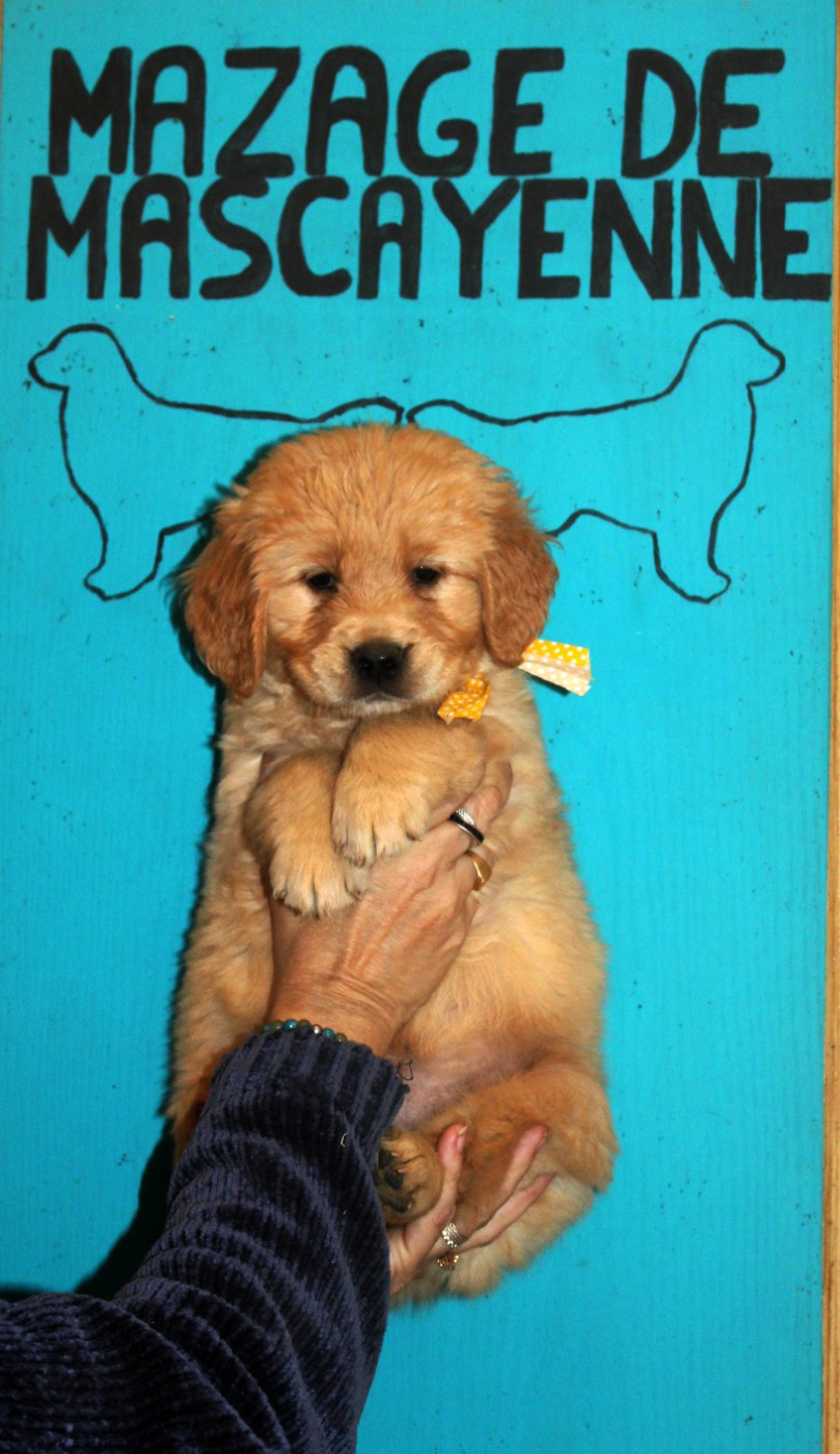 Du mazage de mascayenne - Chiots disponibles - Golden Retriever