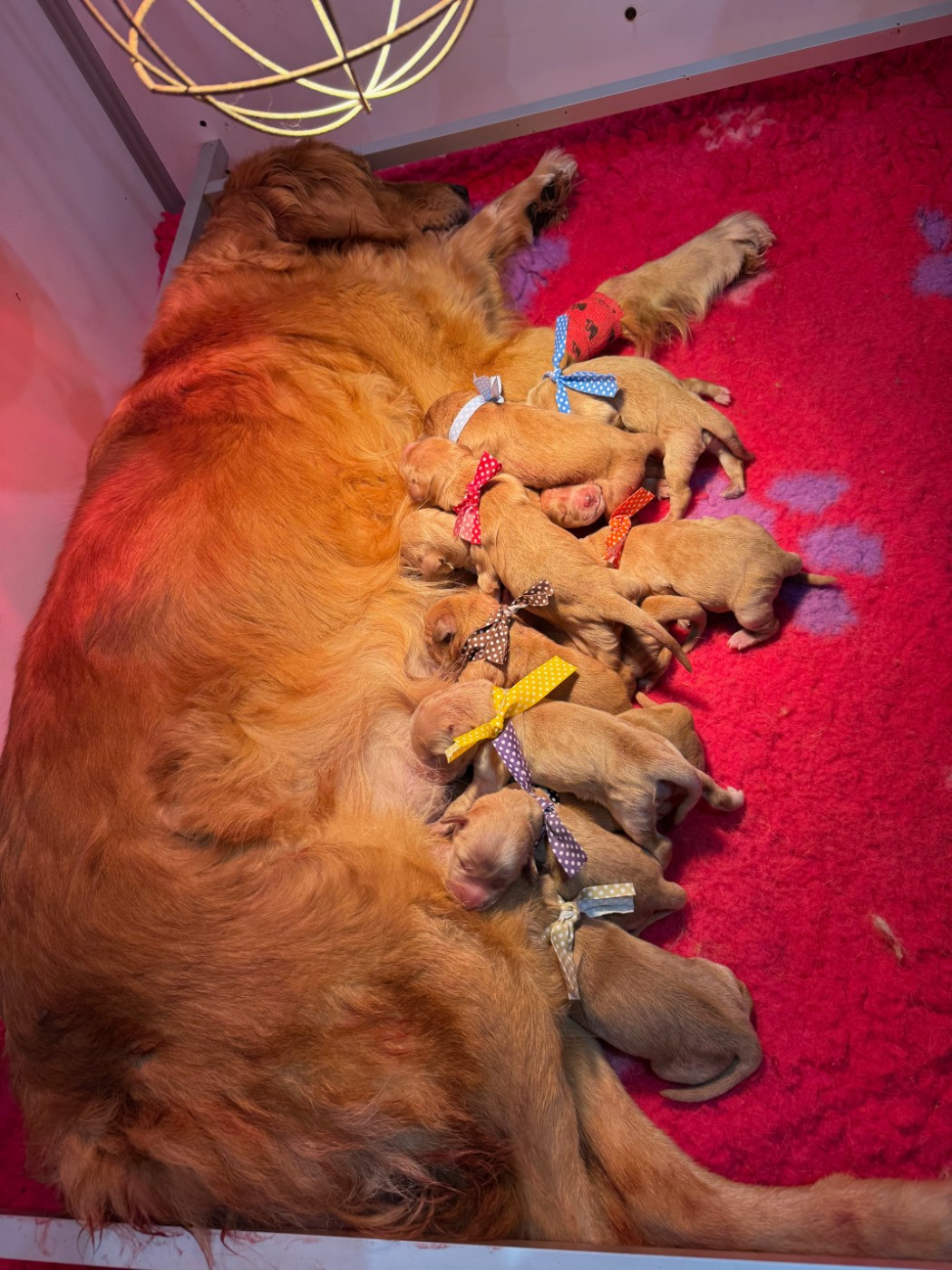 Du mazage de mascayenne - Chiots disponibles - Golden Retriever