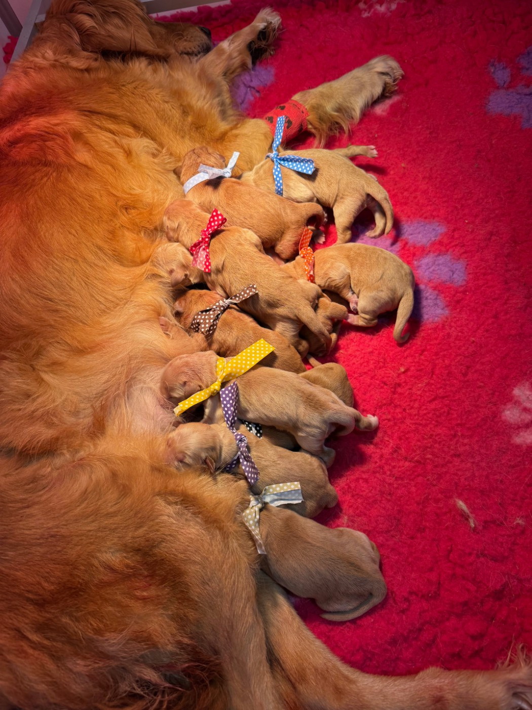 Du mazage de mascayenne - Chiots disponibles - Golden Retriever