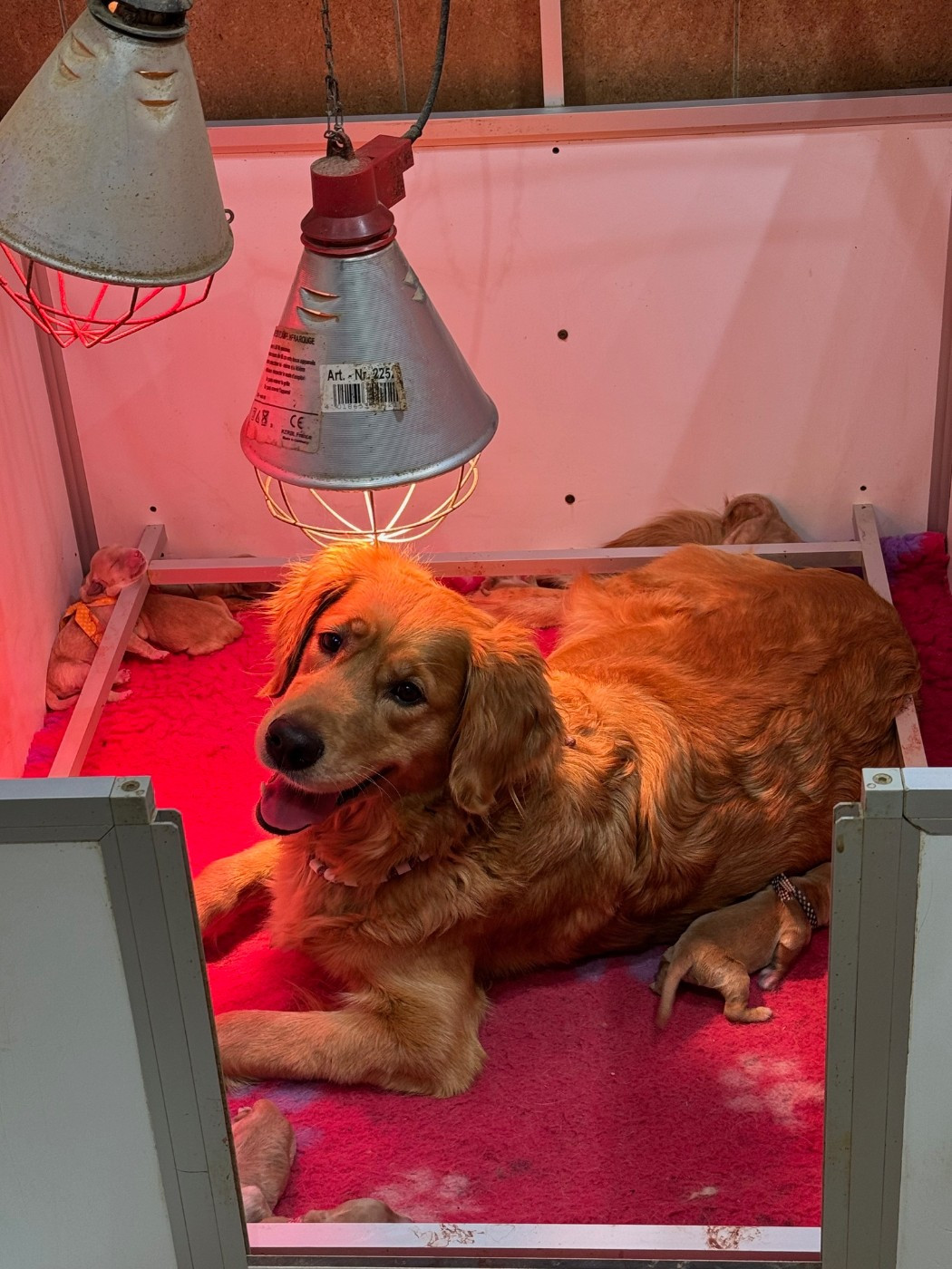 Du mazage de mascayenne - Chiots disponibles - Golden Retriever