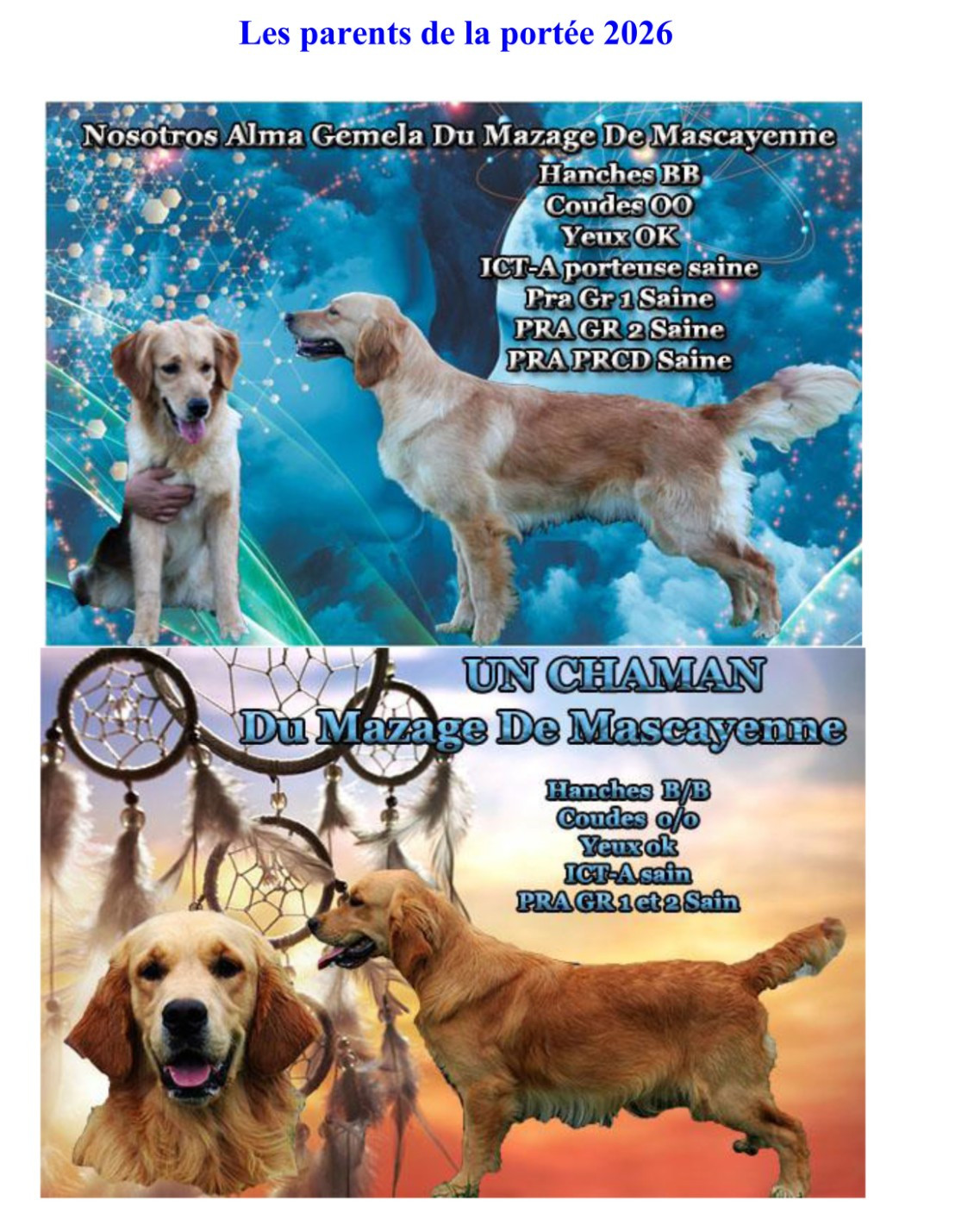 Du mazage de mascayenne - Golden Retriever - Portée née le 16/01/2026