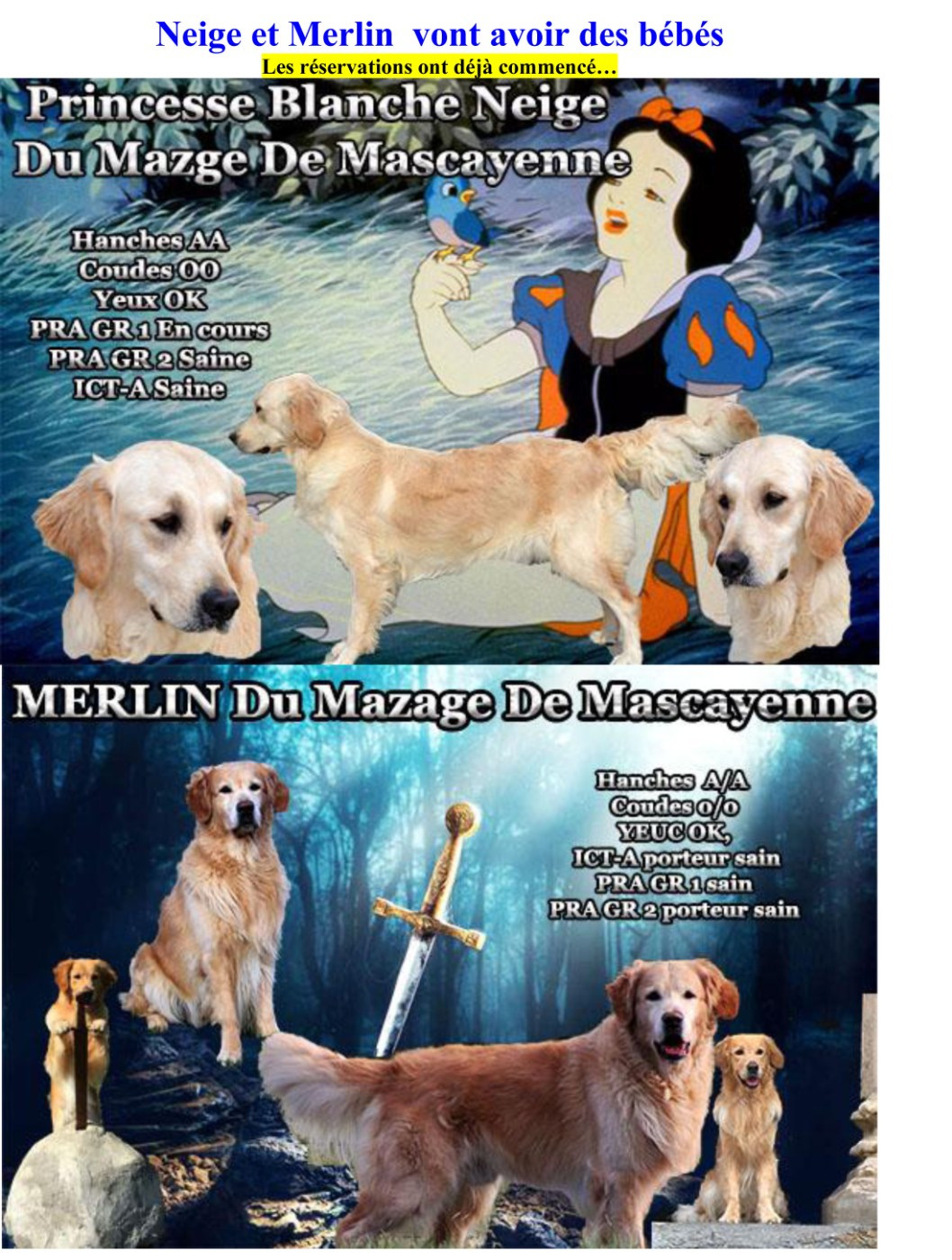 Du mazage de mascayenne - Golden Retriever - Portée née le 06/01/2026