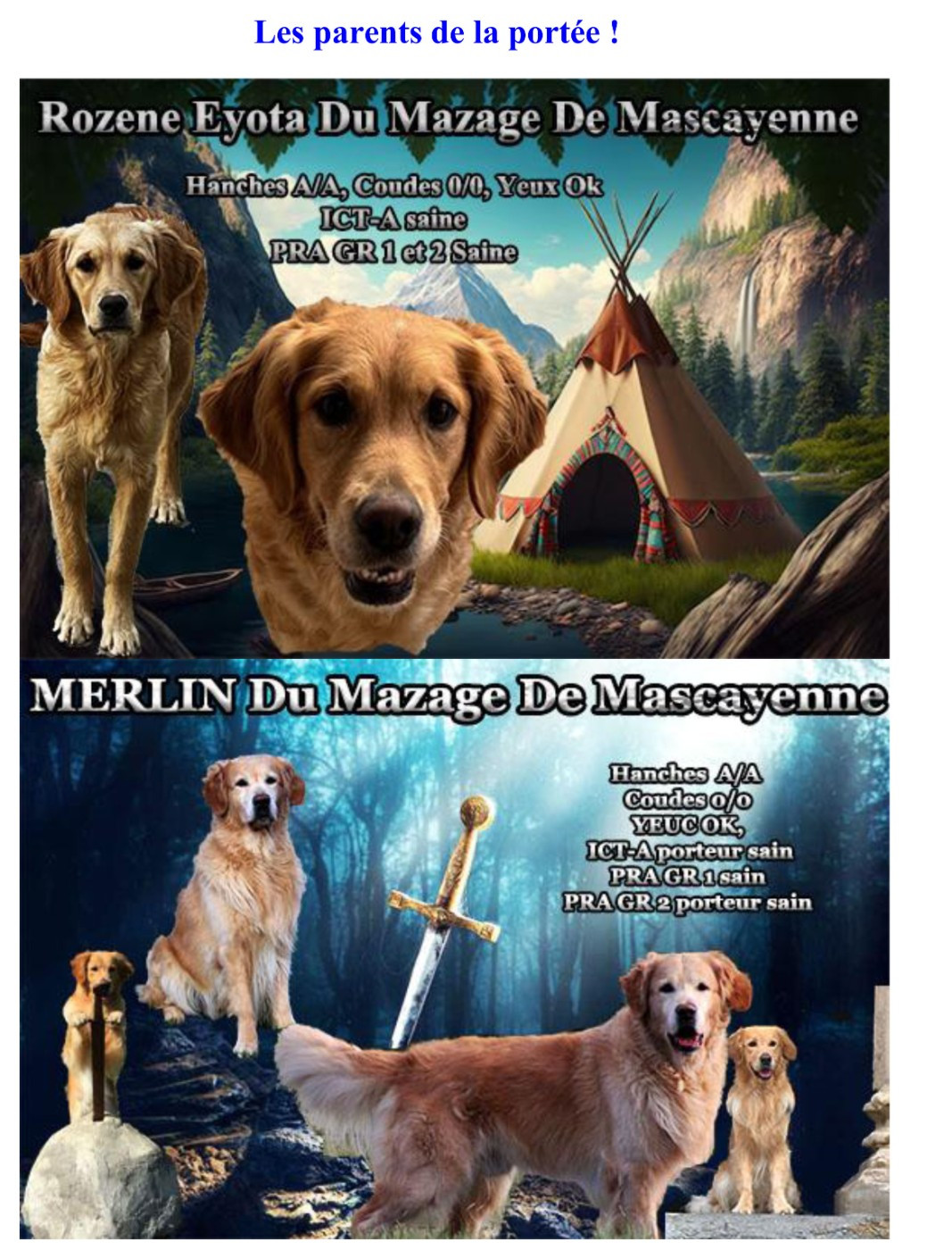 Chiot Golden Retriever Du mazage de mascayenne