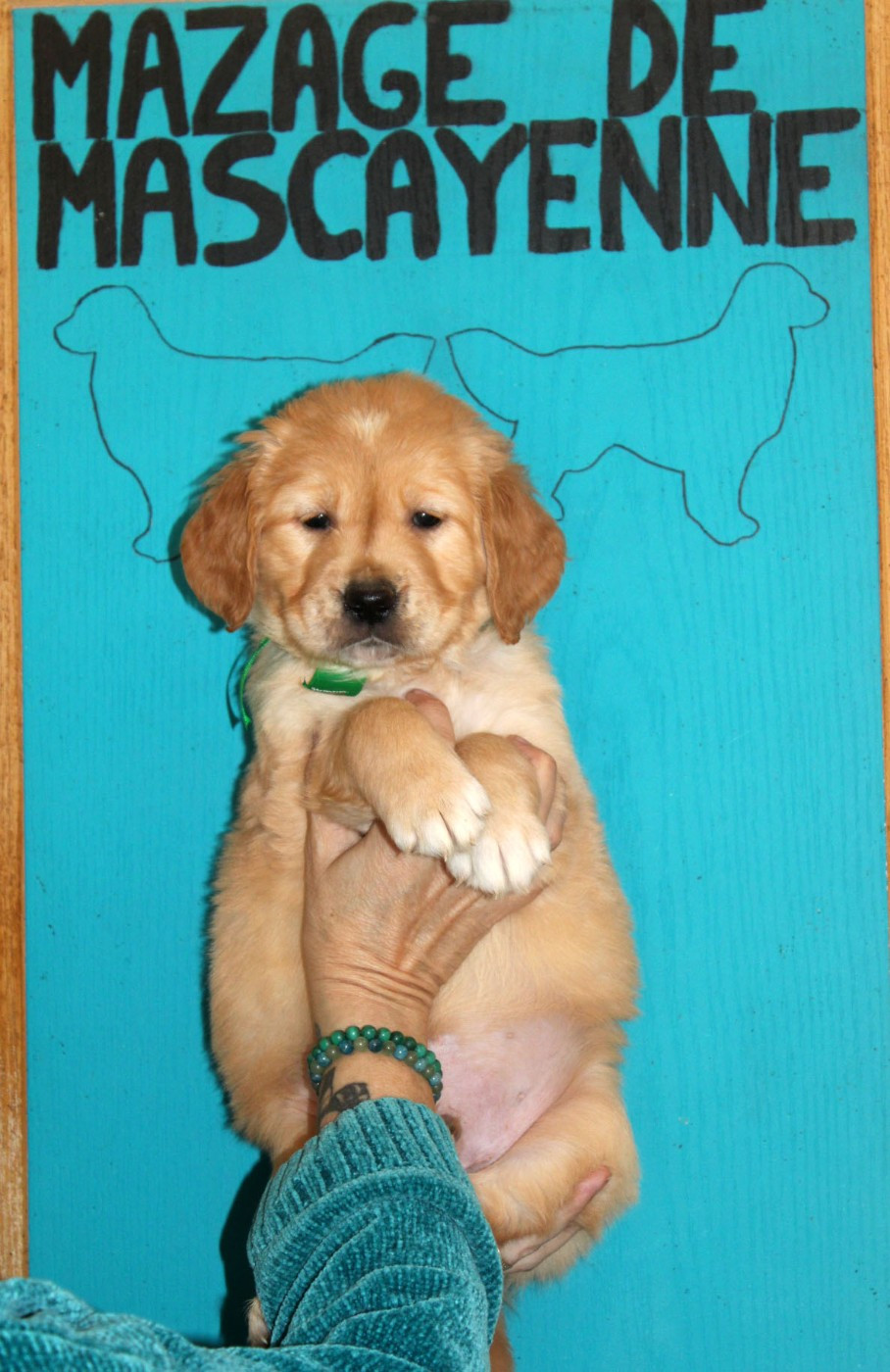 Du mazage de mascayenne - Chiots disponibles - Golden Retriever