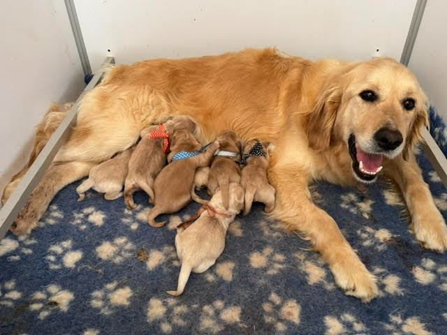 Du mazage de mascayenne - Chiots disponibles - Golden Retriever