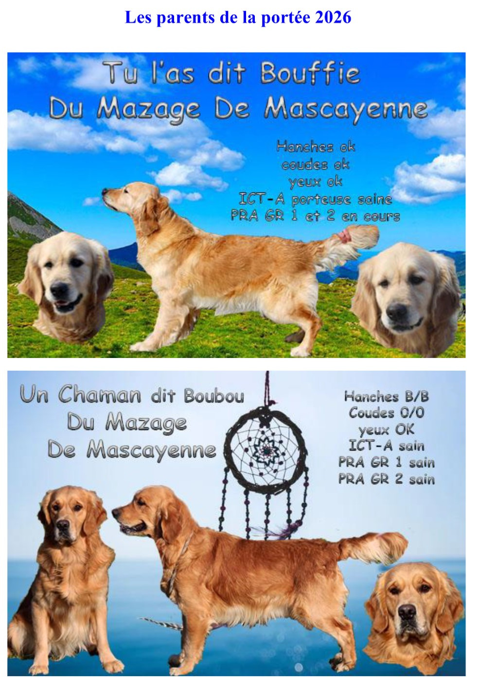Du mazage de mascayenne - Golden Retriever - Portée née le 20/04/2026