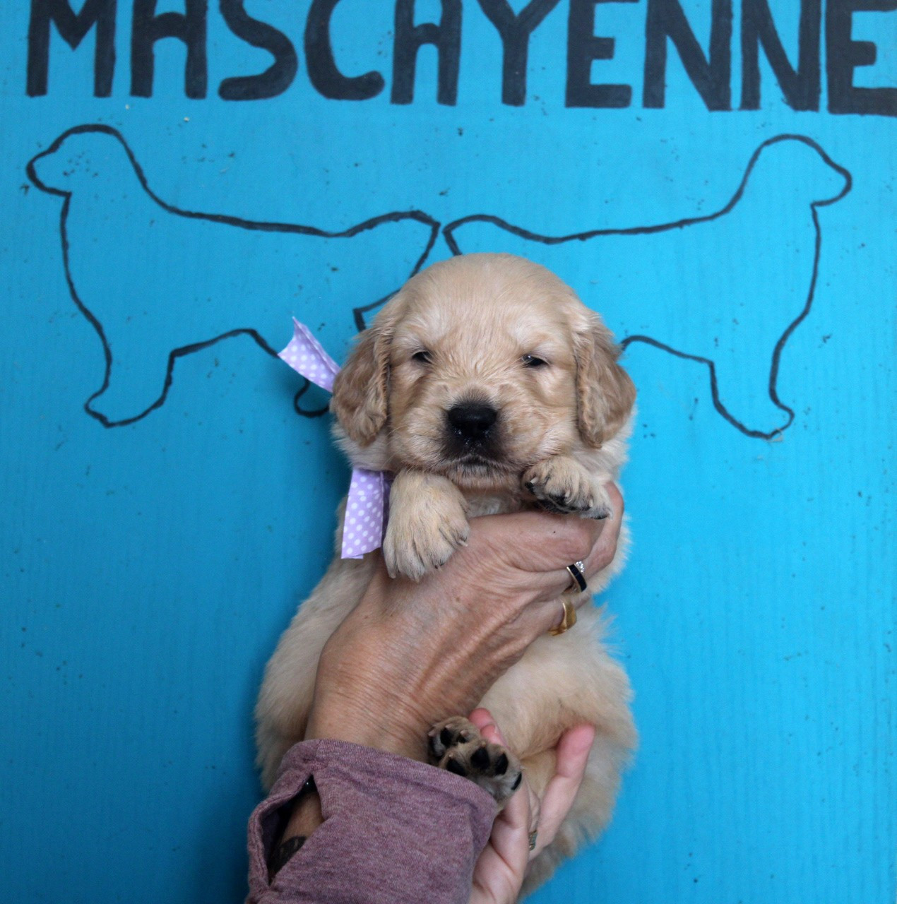 Du mazage de mascayenne - Chiots disponibles - Golden Retriever