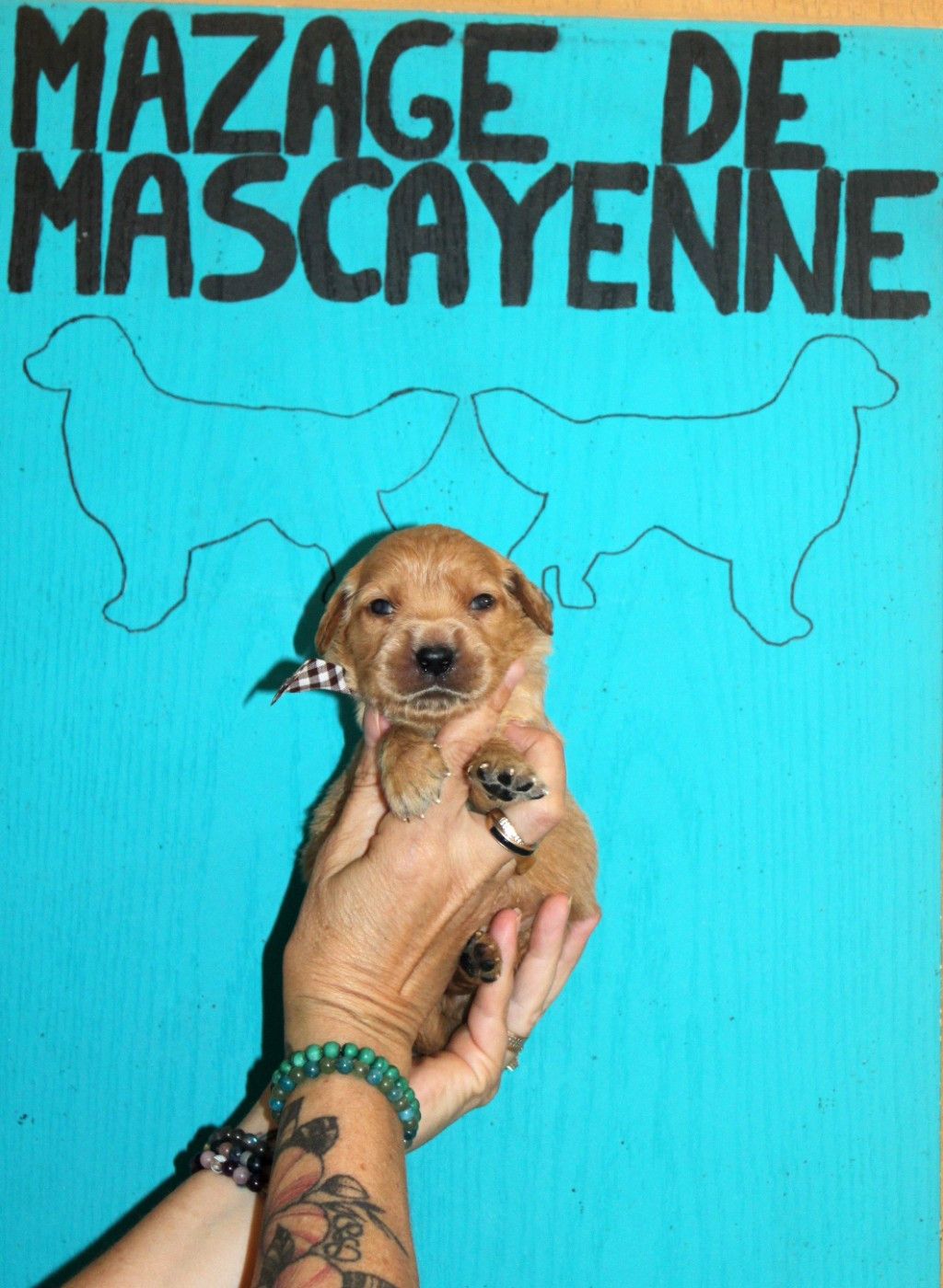 Du mazage de mascayenne - Chiots disponibles - Golden Retriever