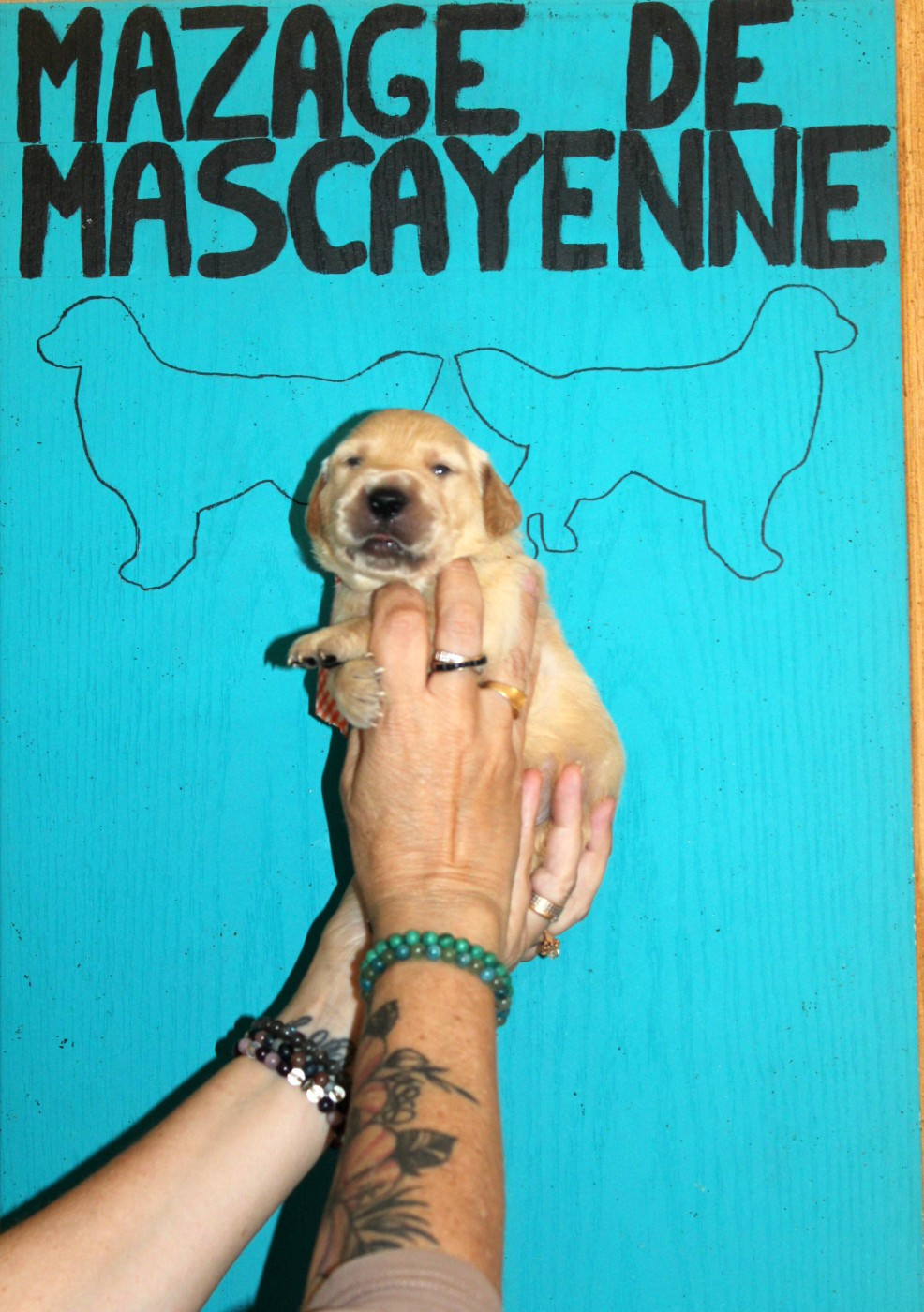 Du mazage de mascayenne - Chiots disponibles - Golden Retriever