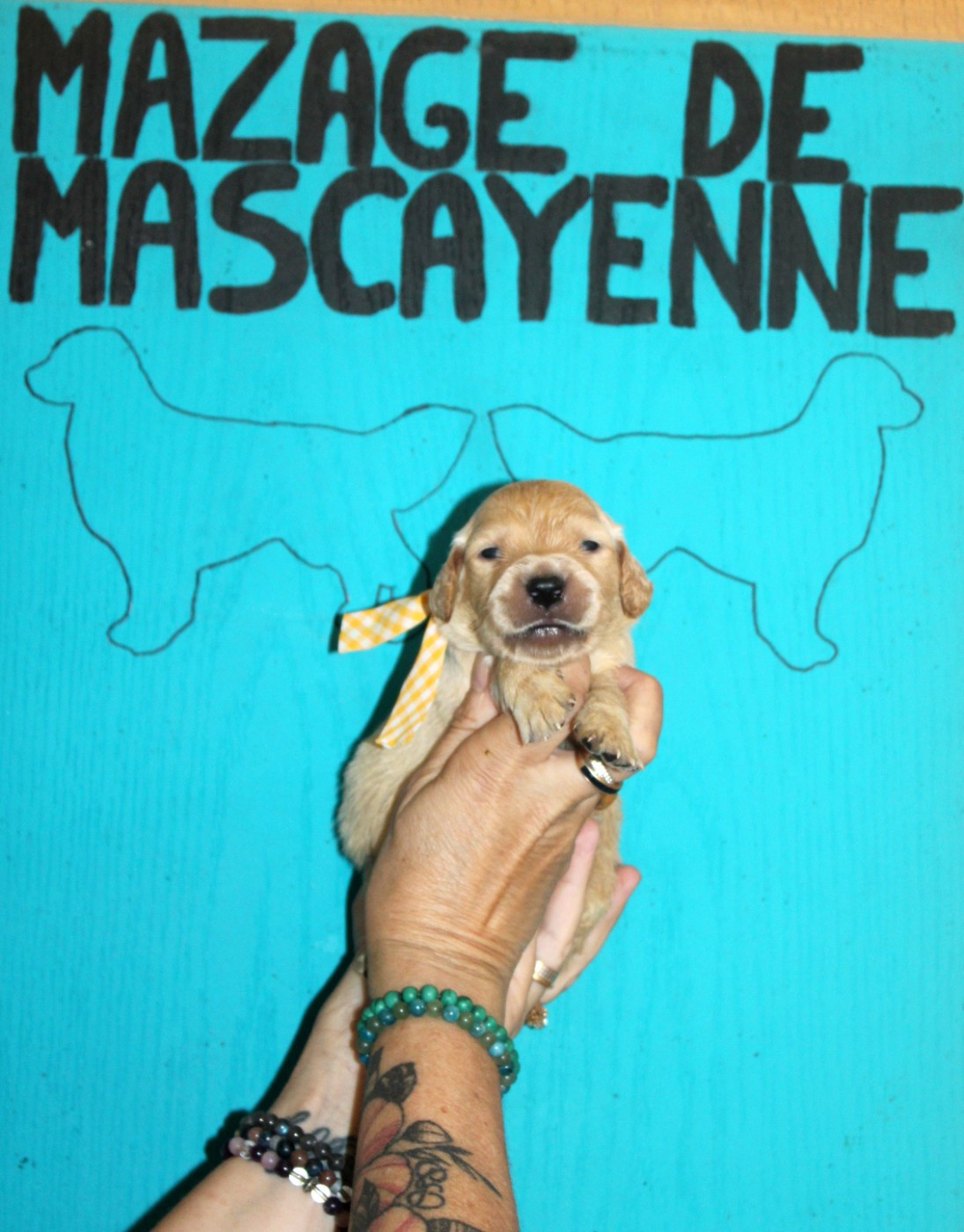 Du mazage de mascayenne - Chiots disponibles - Golden Retriever