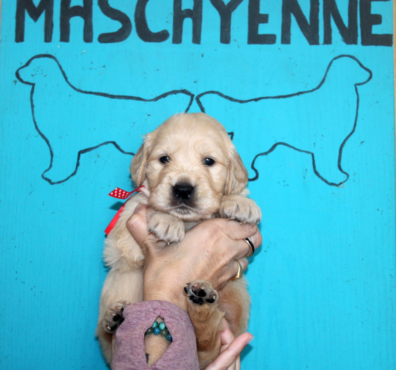 Du mazage de mascayenne - Chiots disponibles - Golden Retriever