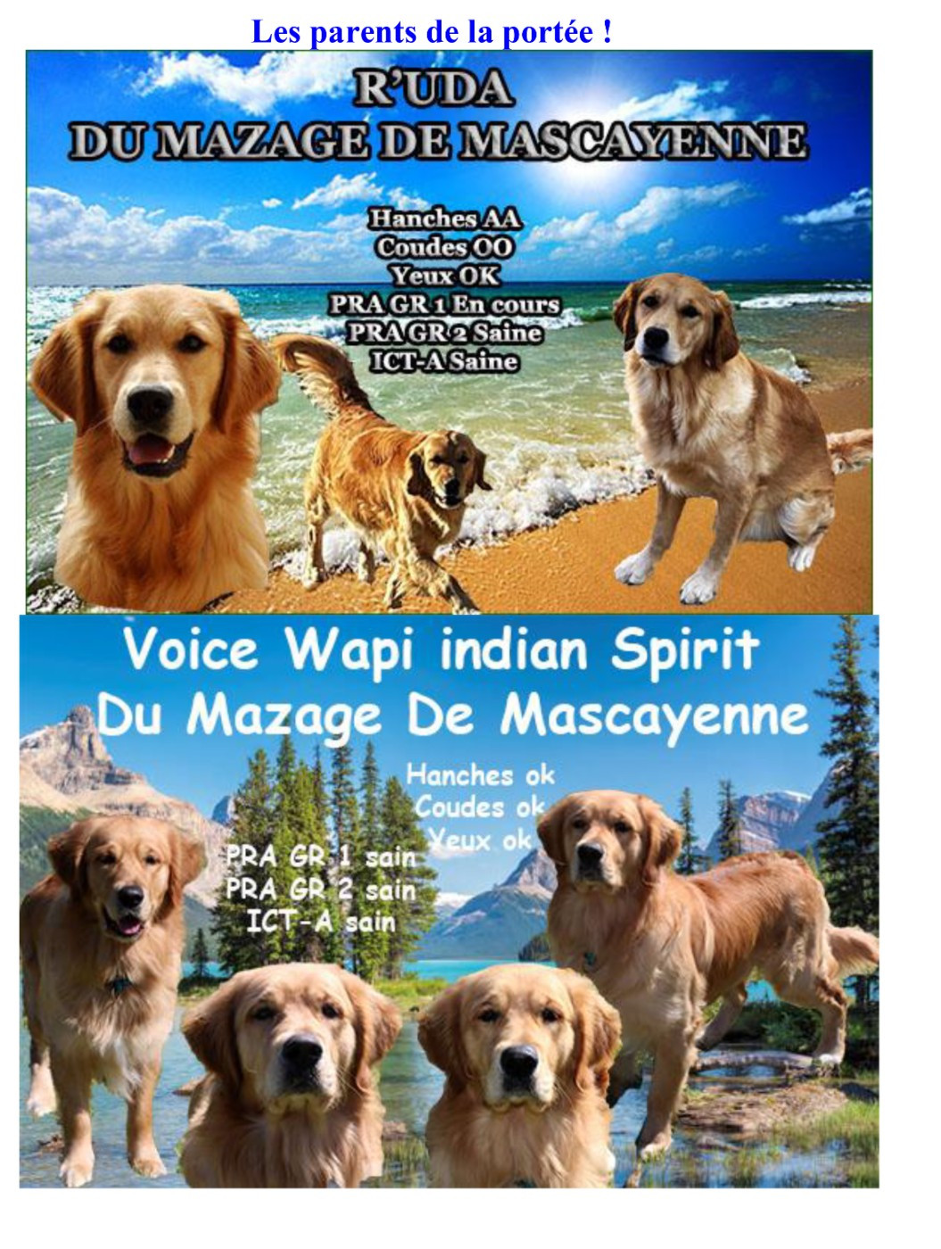 Chiot Golden Retriever Du mazage de mascayenne
