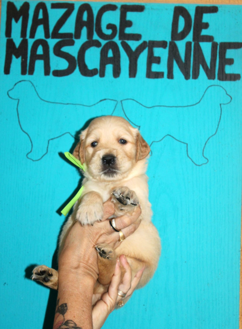 Du mazage de mascayenne - Chiots disponibles - Golden Retriever