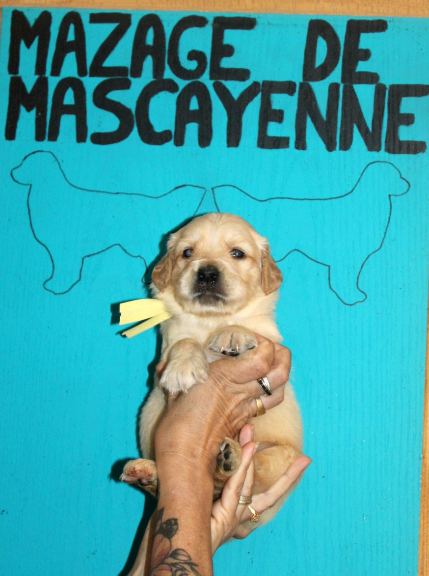 Du mazage de mascayenne - Chiots disponibles - Golden Retriever