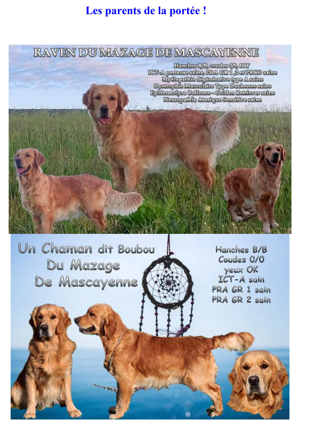 Chiot Golden Retriever Du mazage de mascayenne