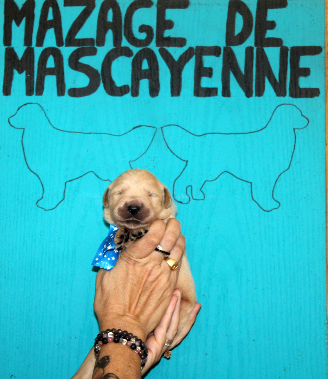 Du mazage de mascayenne - Chiots disponibles - Golden Retriever