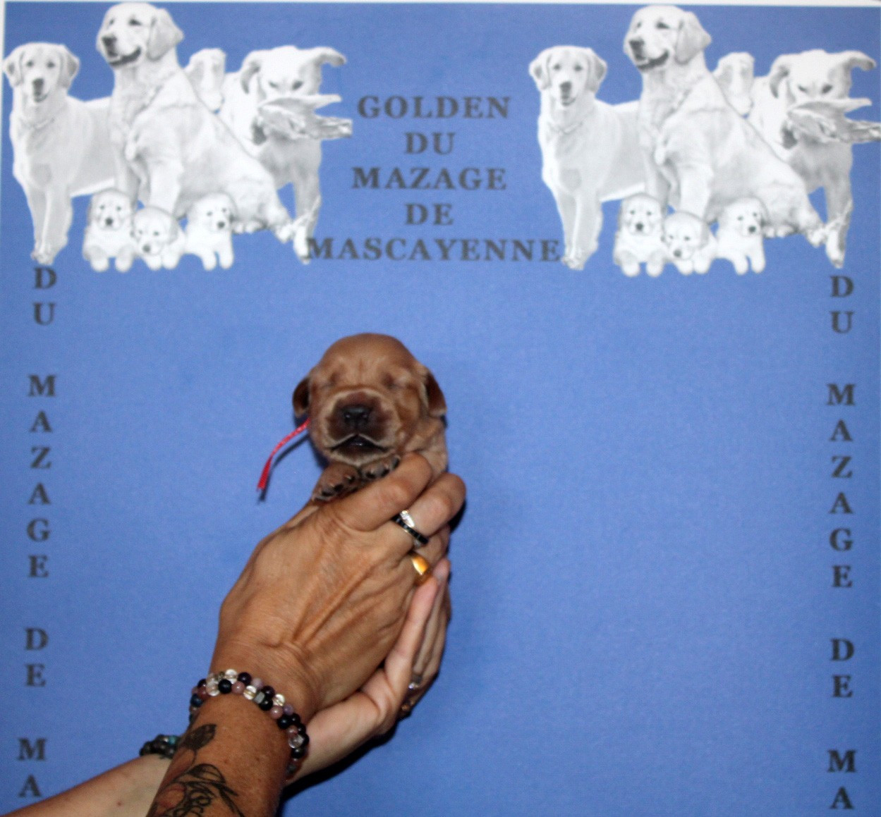 Du mazage de mascayenne - Chiots disponibles - Golden Retriever