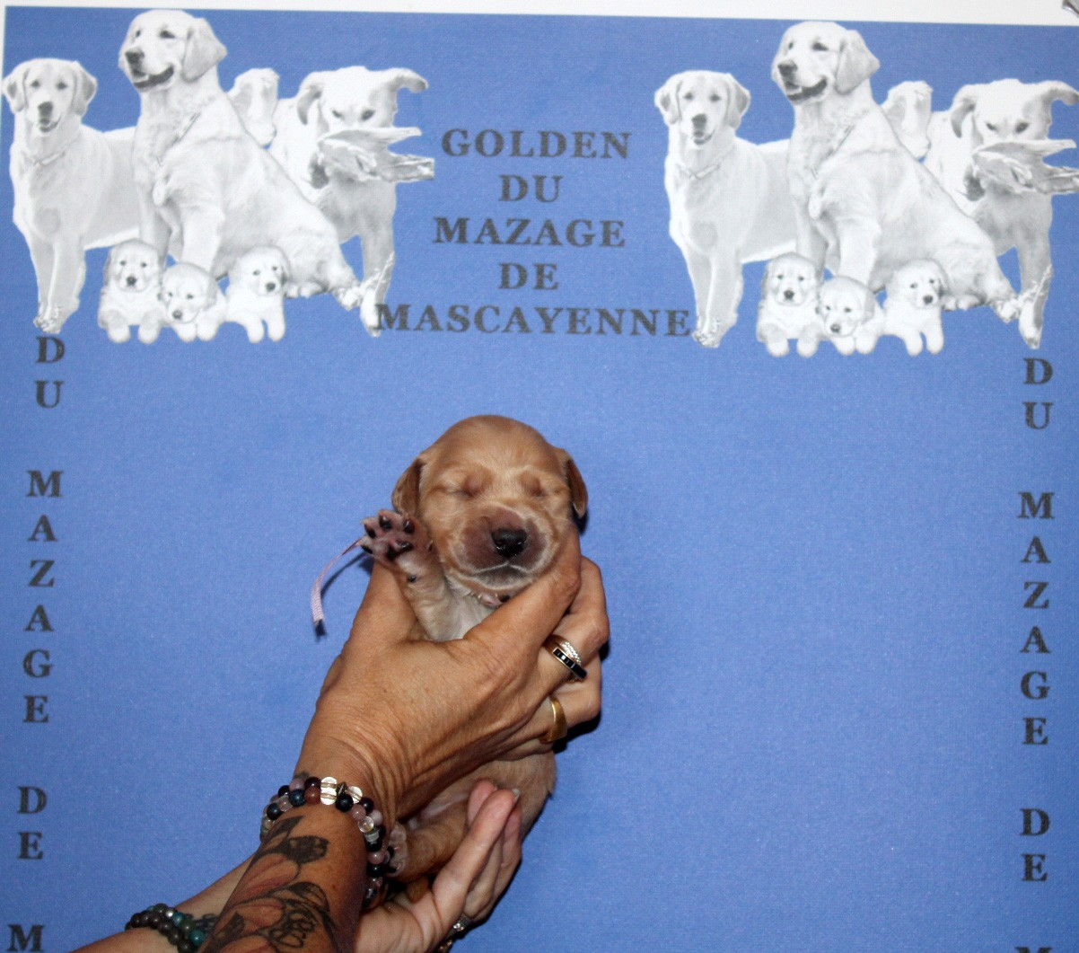 Du mazage de mascayenne - Chiots disponibles - Golden Retriever