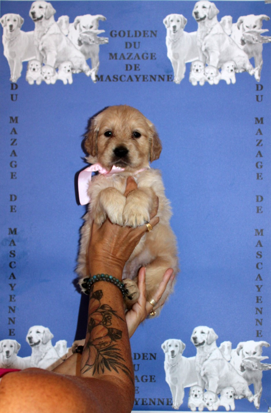 Du mazage de mascayenne - Chiots disponibles - Golden Retriever