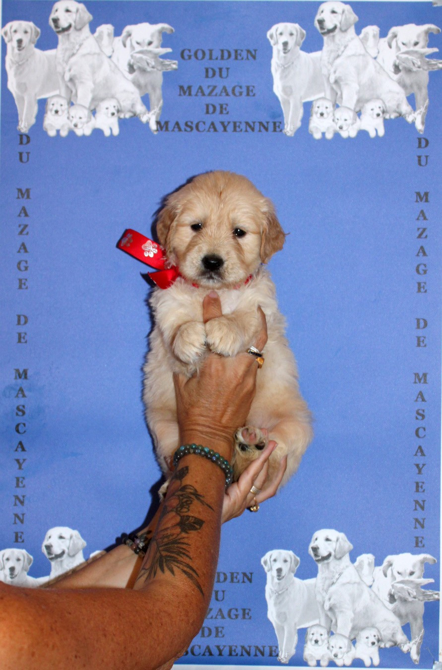 Du mazage de mascayenne - Chiots disponibles - Golden Retriever