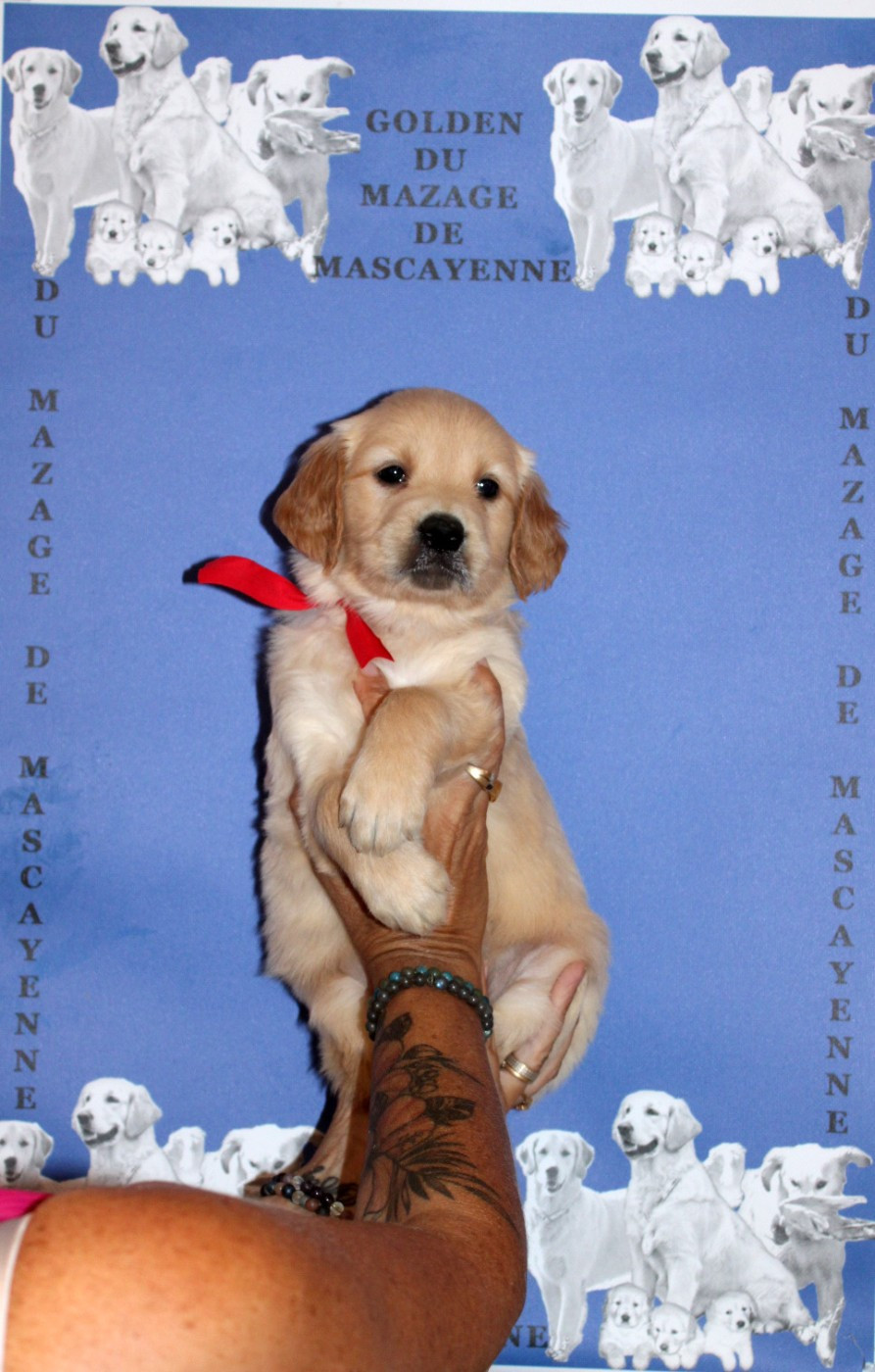 Du mazage de mascayenne - Chiots disponibles - Golden Retriever