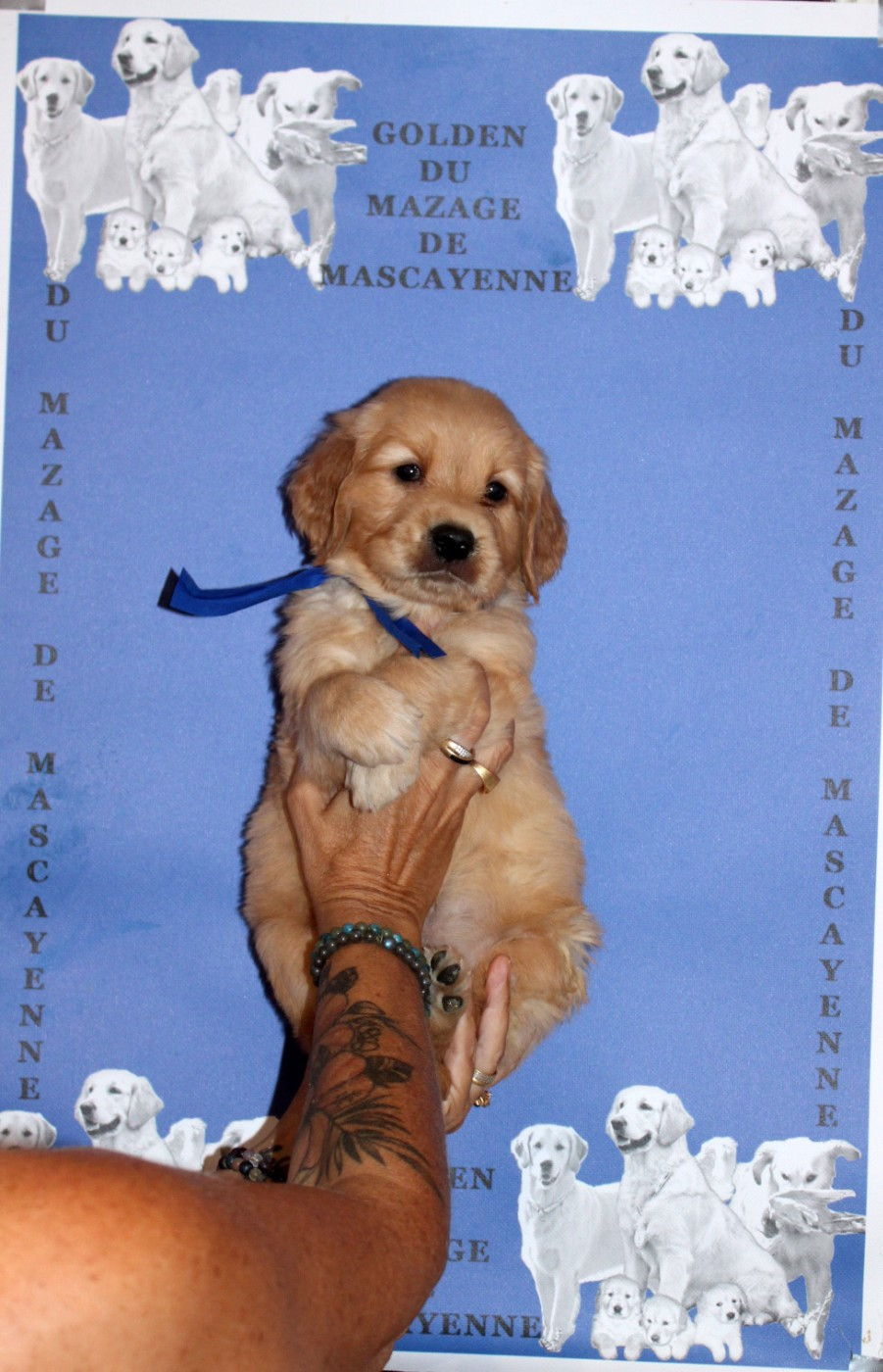 Du mazage de mascayenne - Chiots disponibles - Golden Retriever