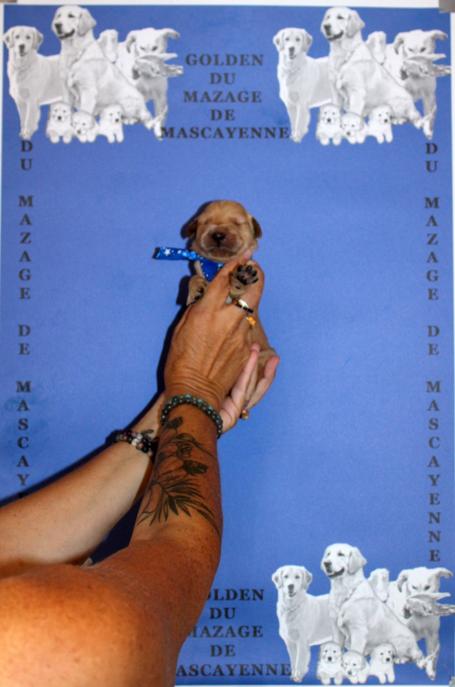 Du mazage de mascayenne - Chiots disponibles - Golden Retriever
