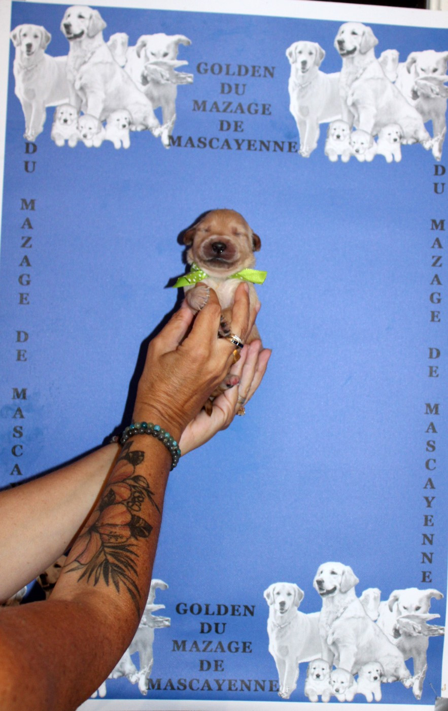 Du mazage de mascayenne - Chiots disponibles - Golden Retriever