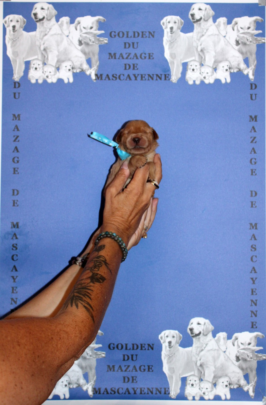 Du mazage de mascayenne - Chiots disponibles - Golden Retriever