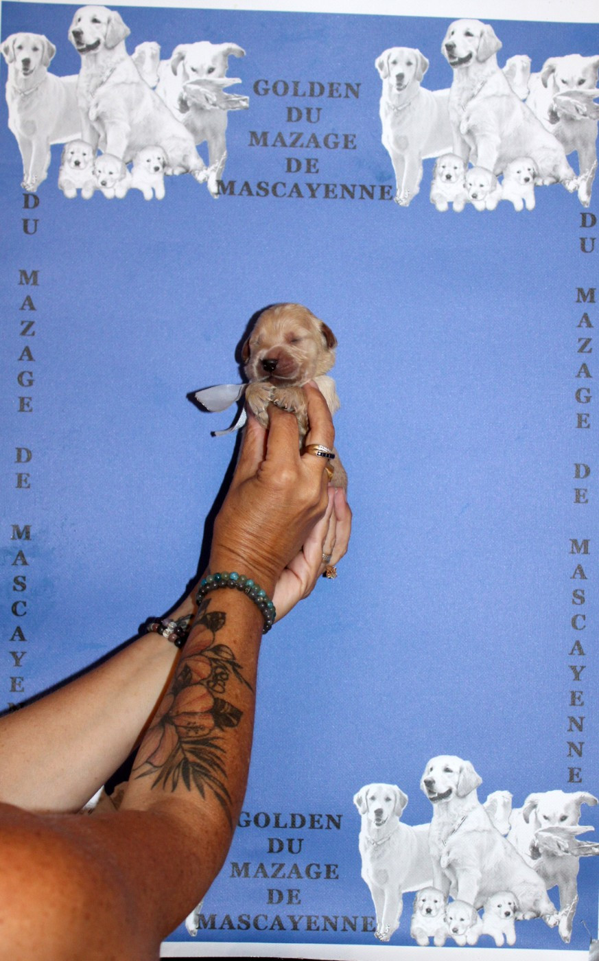 Du mazage de mascayenne - Chiots disponibles - Golden Retriever