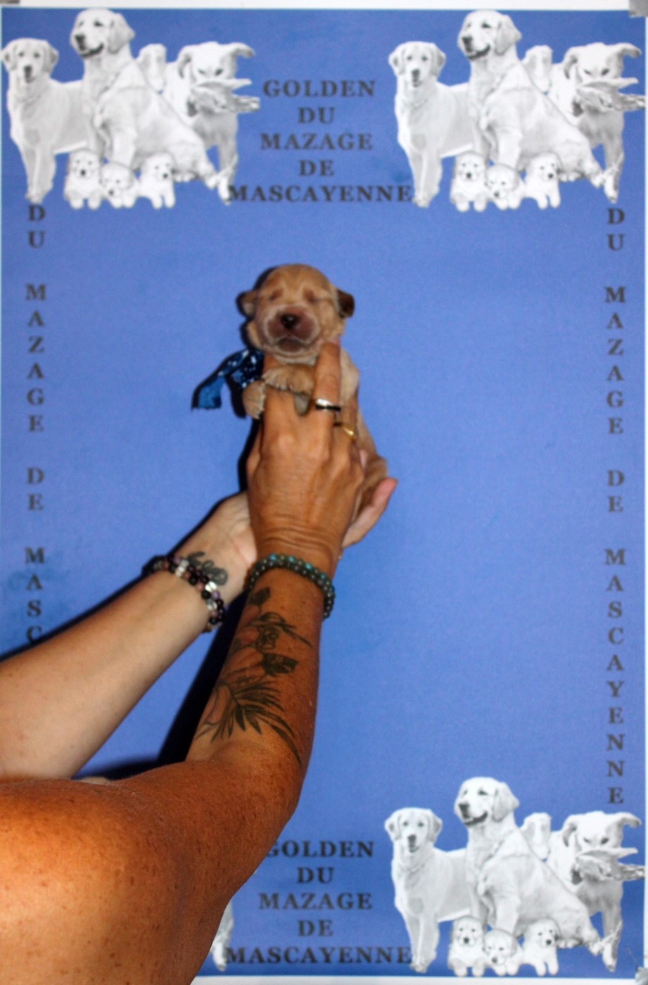 Du mazage de mascayenne - Chiots disponibles - Golden Retriever