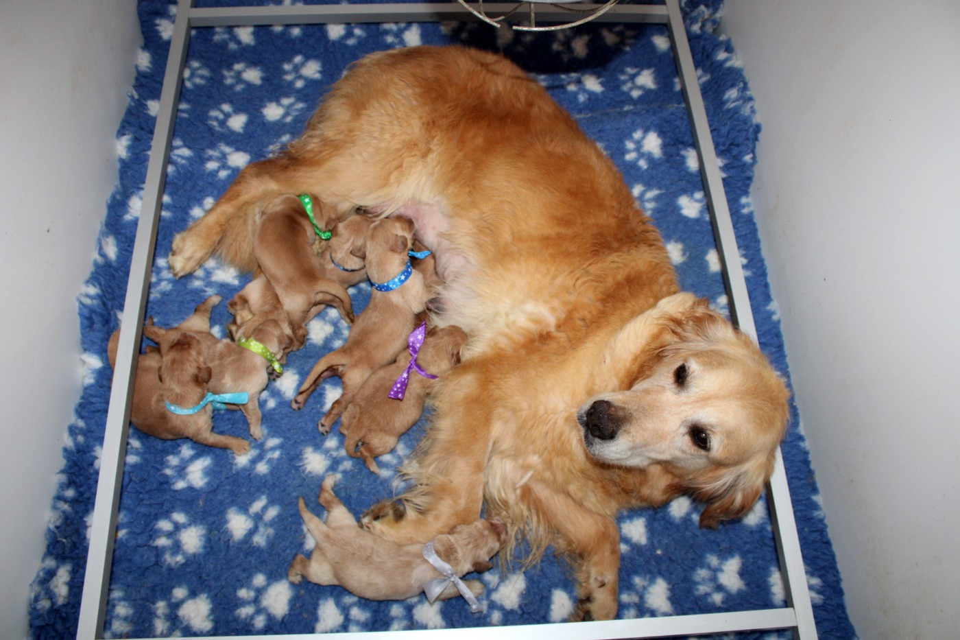 Chiot Golden Retriever Du mazage de mascayenne