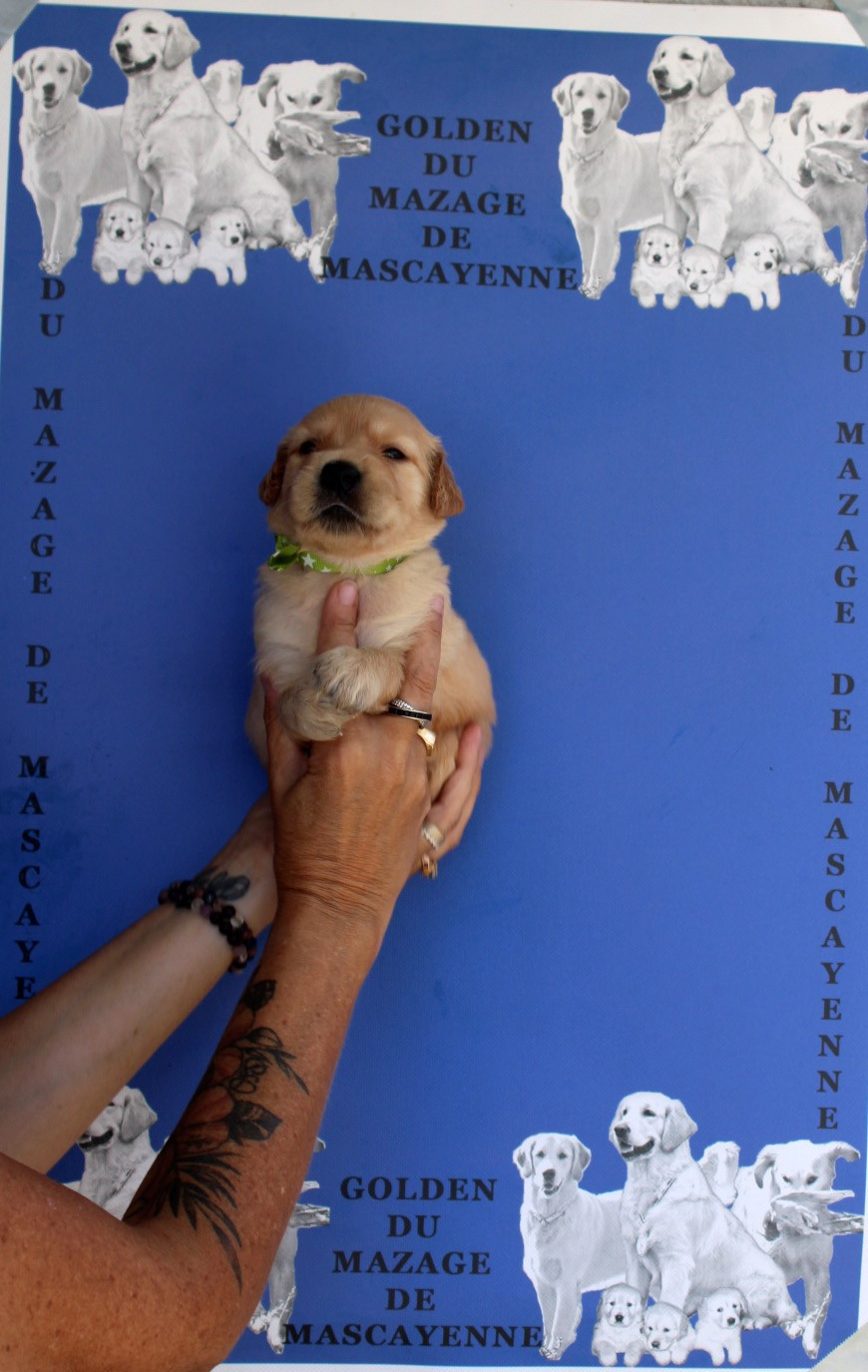 Du mazage de mascayenne - Chiots disponibles - Golden Retriever