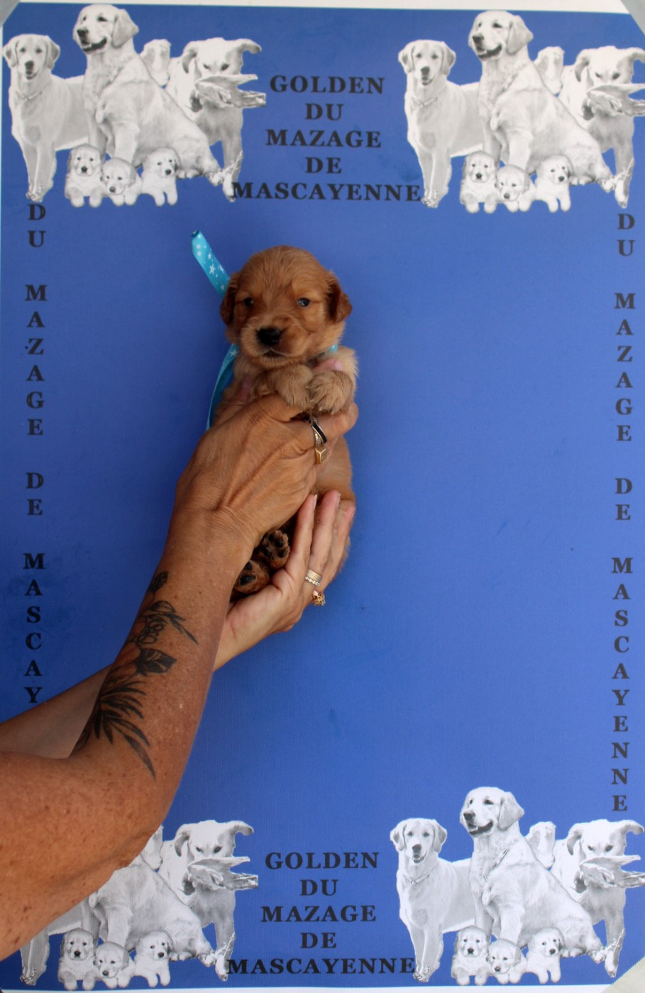 Du mazage de mascayenne - Chiots disponibles - Golden Retriever