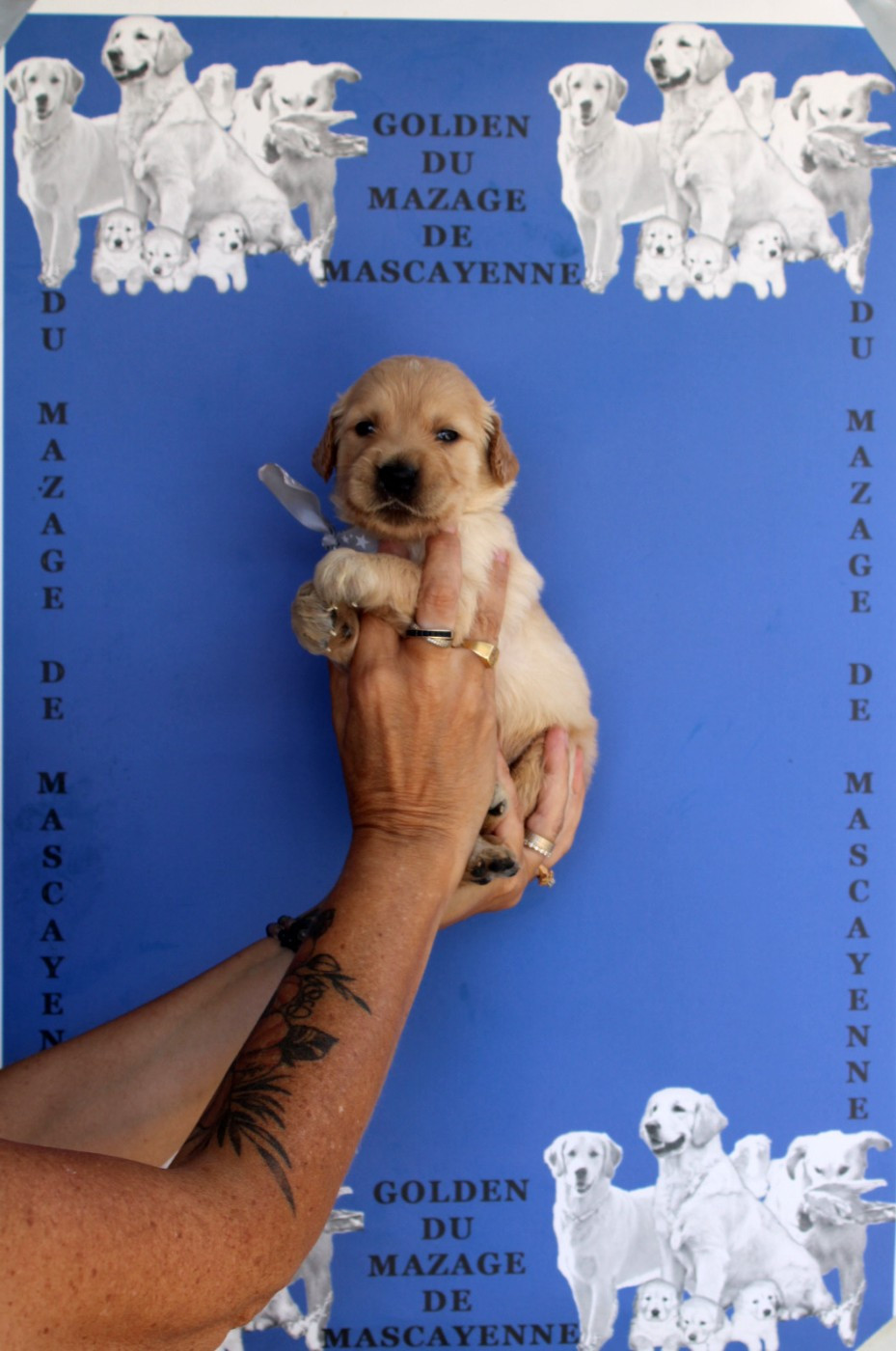 Du mazage de mascayenne - Chiots disponibles - Golden Retriever