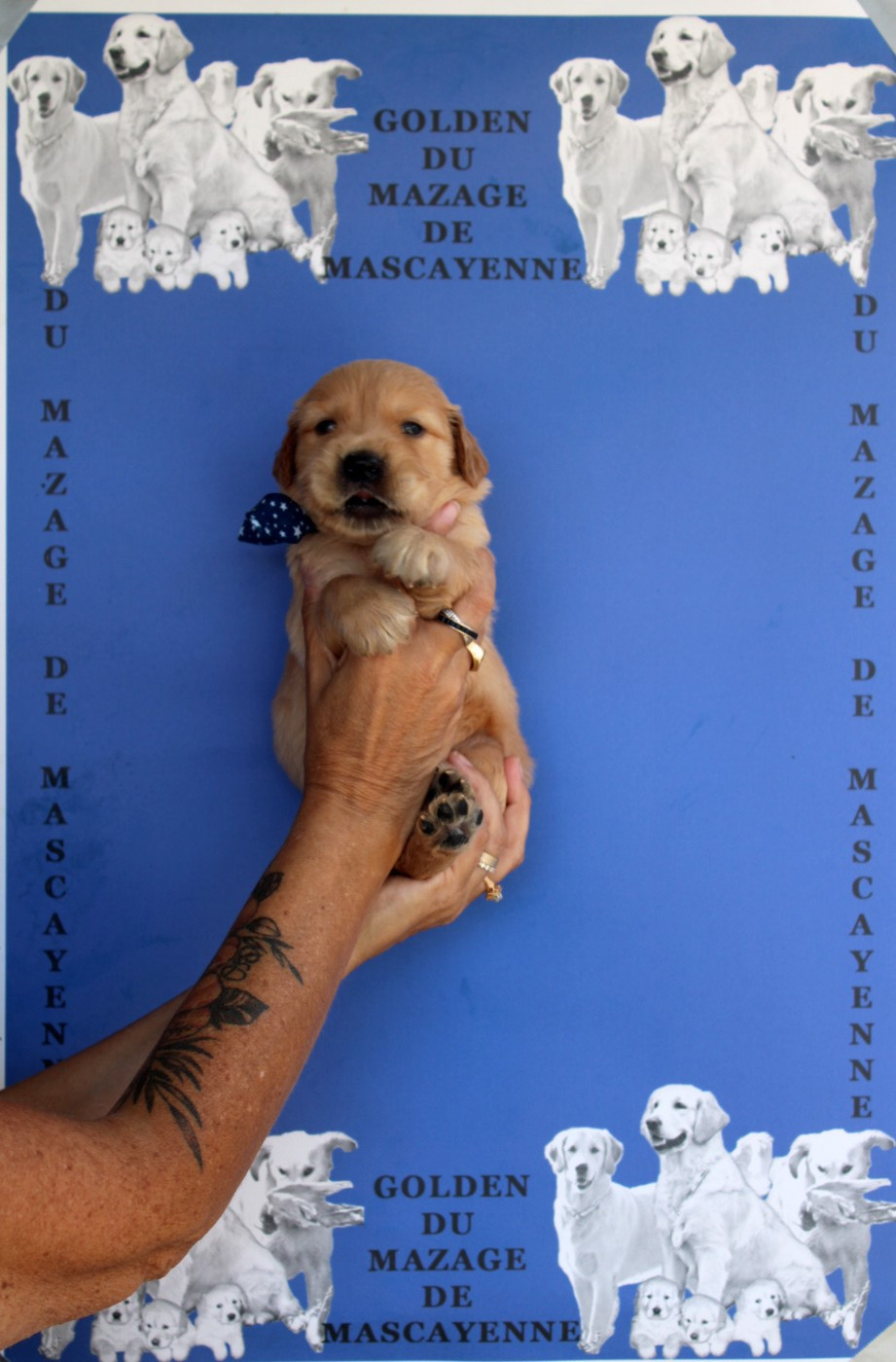 Du mazage de mascayenne - Chiots disponibles - Golden Retriever