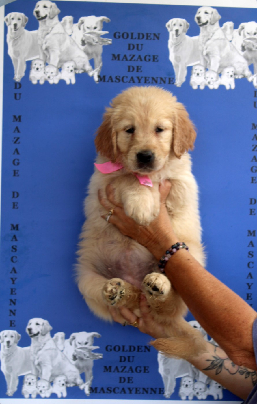 Du mazage de mascayenne - Chiots disponibles - Golden Retriever