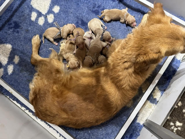 Du mazage de mascayenne - Chiots disponibles - Golden Retriever