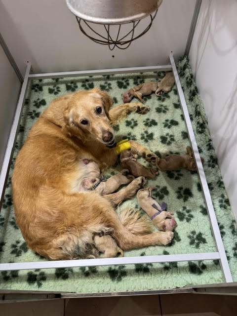 Du mazage de mascayenne - Chiots disponibles - Golden Retriever