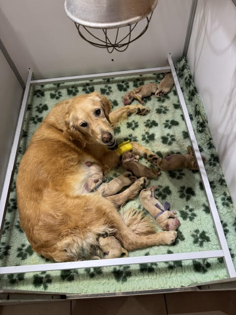 Du mazage de mascayenne - Chiots disponibles - Golden Retriever