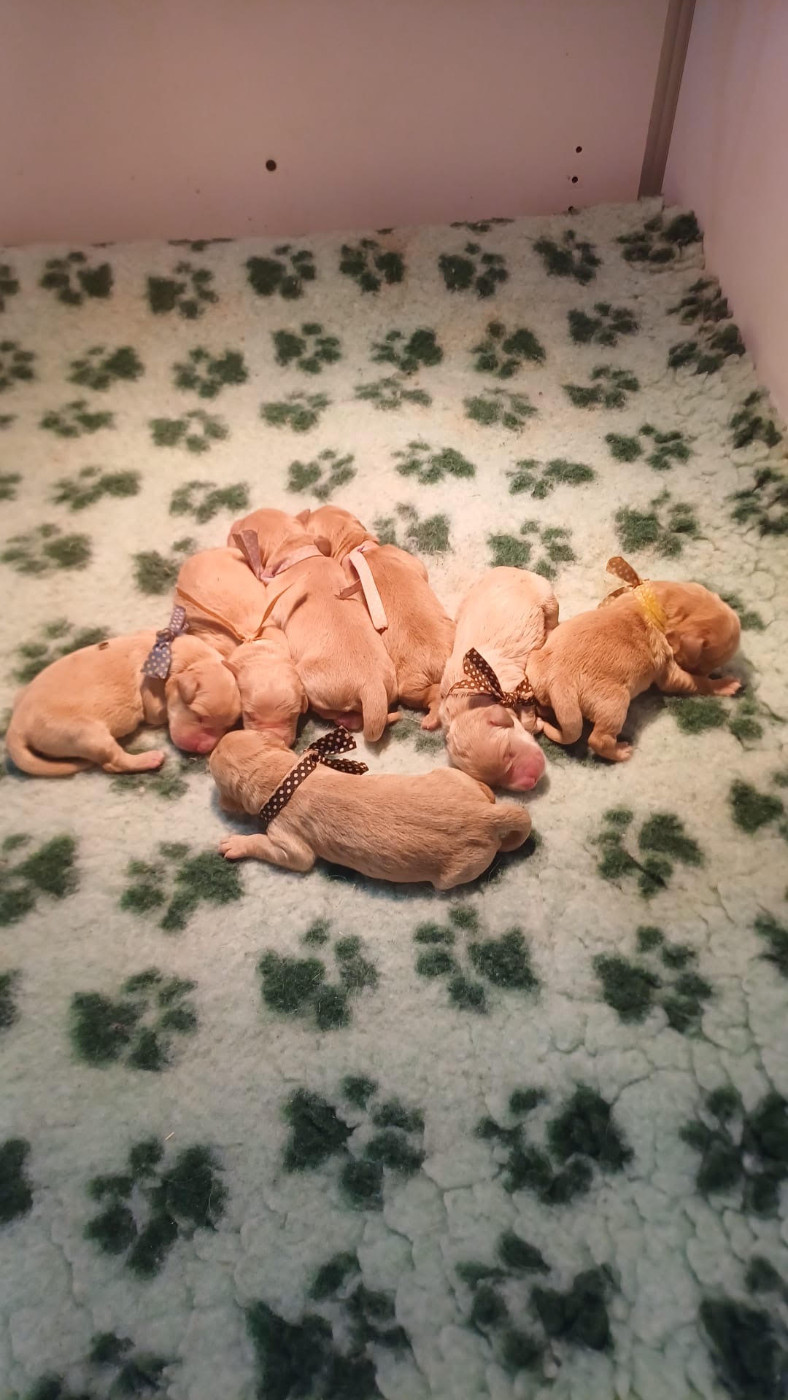 Du mazage de mascayenne - Chiots disponibles - Golden Retriever