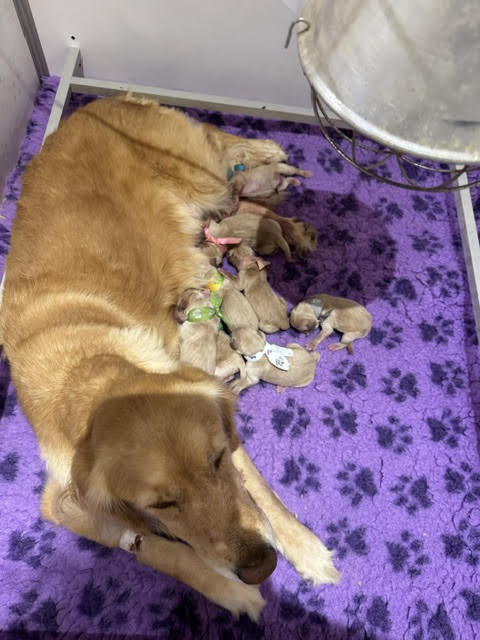 Du mazage de mascayenne - Chiots disponibles - Golden Retriever