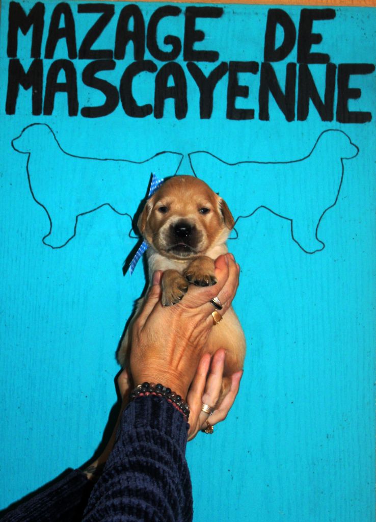 Du mazage de mascayenne - Chiots disponibles - Golden Retriever