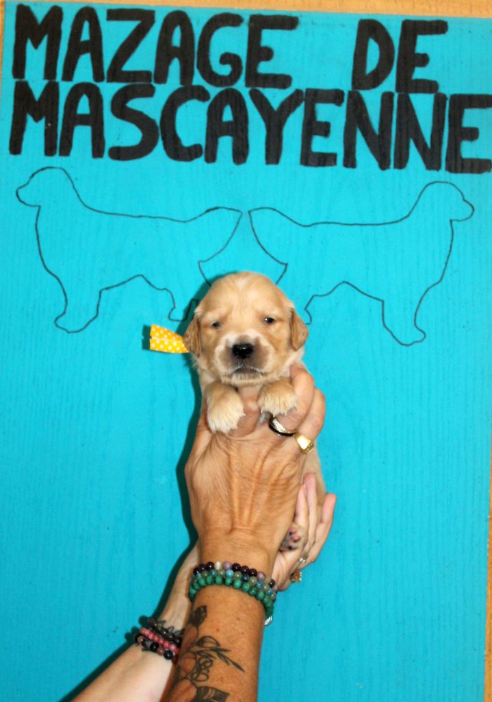 Du mazage de mascayenne - Chiots disponibles - Golden Retriever