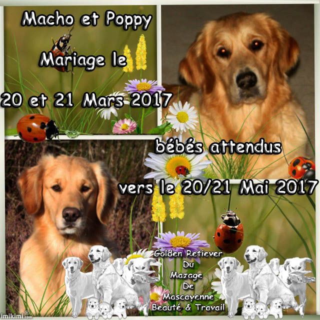 Chiot Golden Retriever Du mazage de mascayenne