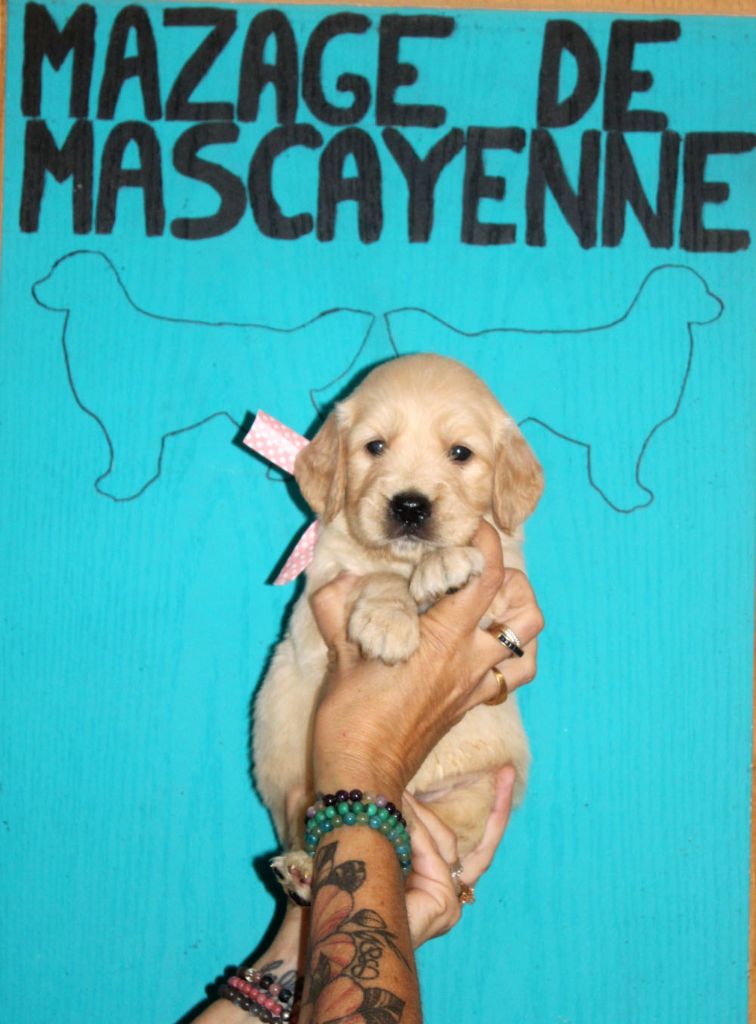 Du mazage de mascayenne - Chiots disponibles - Golden Retriever