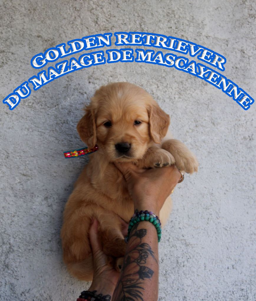 Du mazage de mascayenne - Chiots disponibles - Golden Retriever