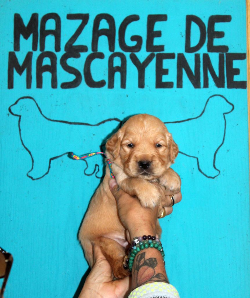 Du mazage de mascayenne - Chiots disponibles - Golden Retriever
