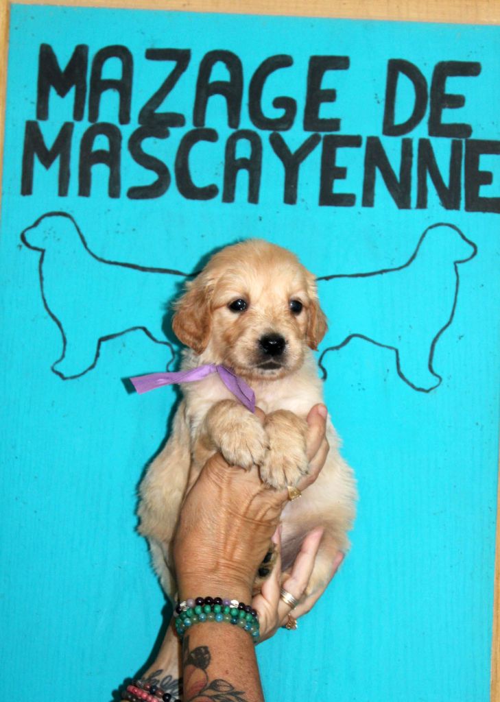 Du mazage de mascayenne - Chiots disponibles - Golden Retriever