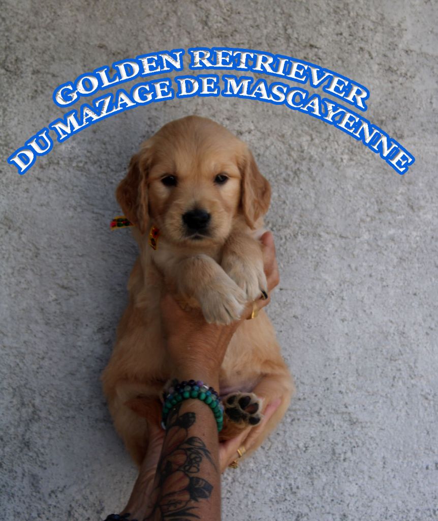 Du mazage de mascayenne - Chiots disponibles - Golden Retriever